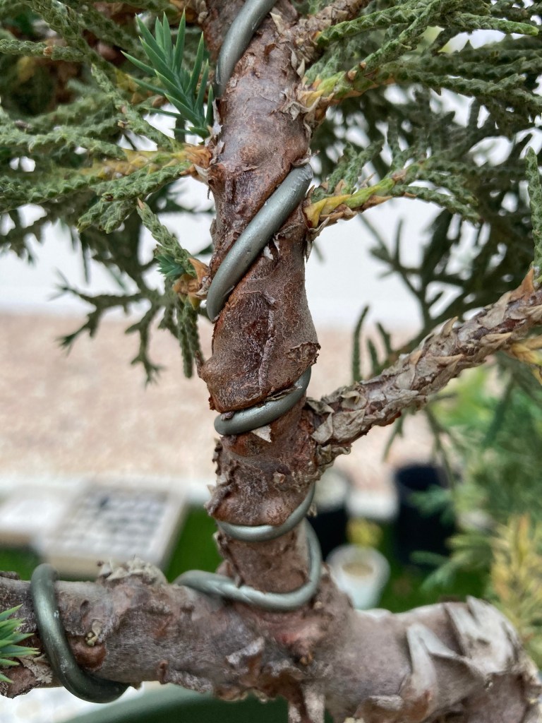 Bonsai wire biting into a juniper trunk, bark beginning to bulge on either side