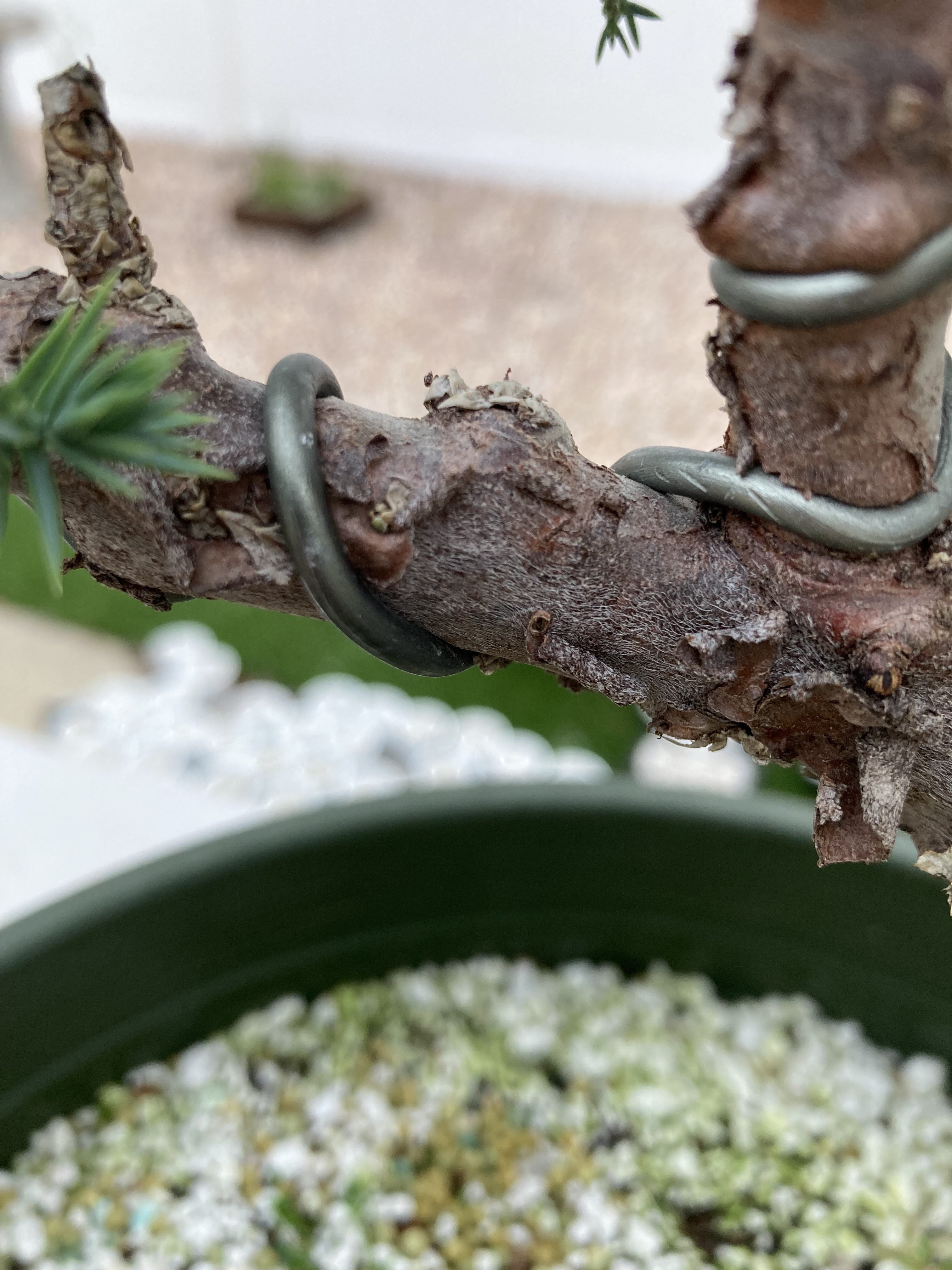 Wire deeply embedded in a pine bonsai trunk and branch, bark growing around the wire