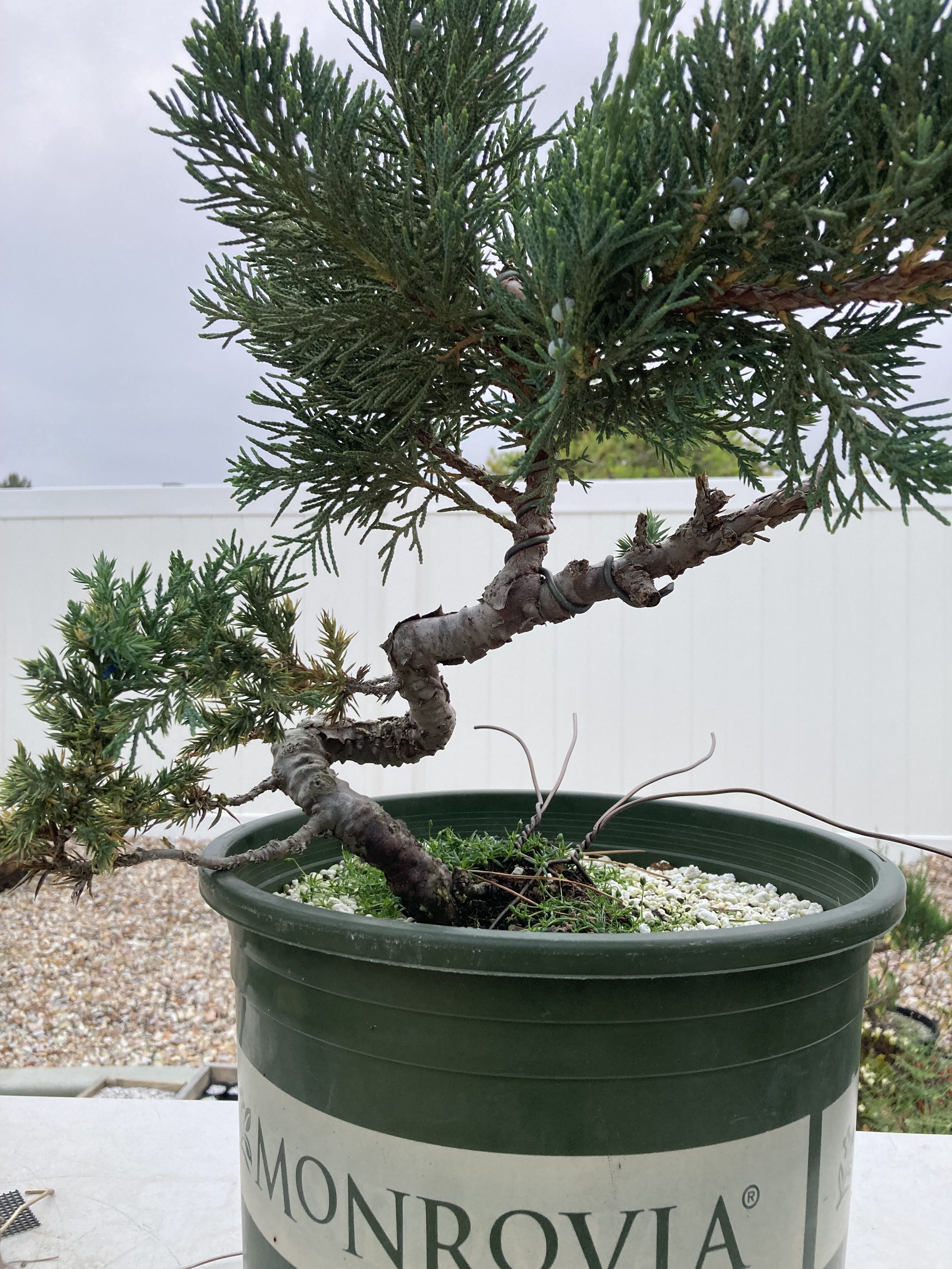 Juniper bonsai showing bends from wiring