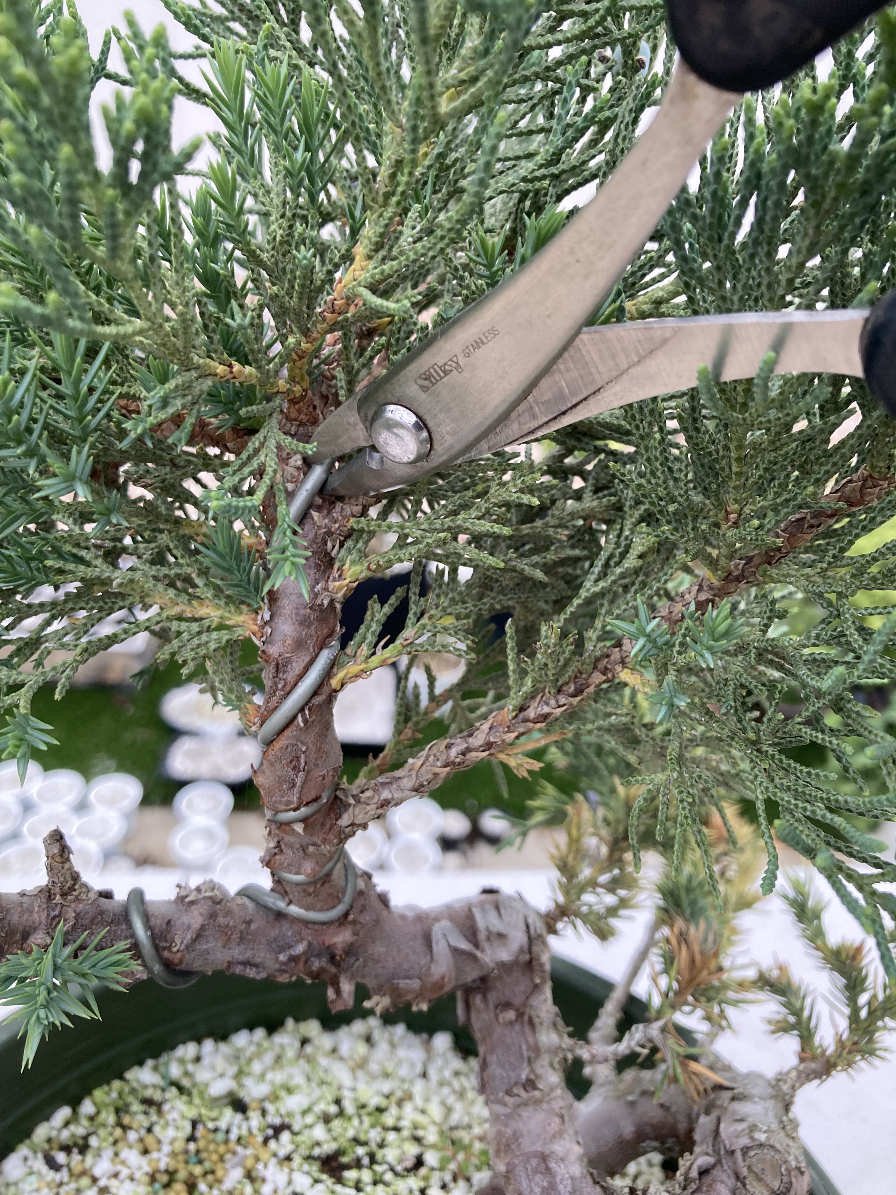 Using bonsai wire pliers to remove wire sections from a juniper bonsai