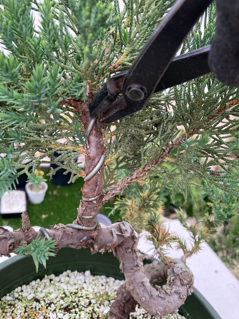 Removing bonsai wire with wire cutters on a juniper bonsai