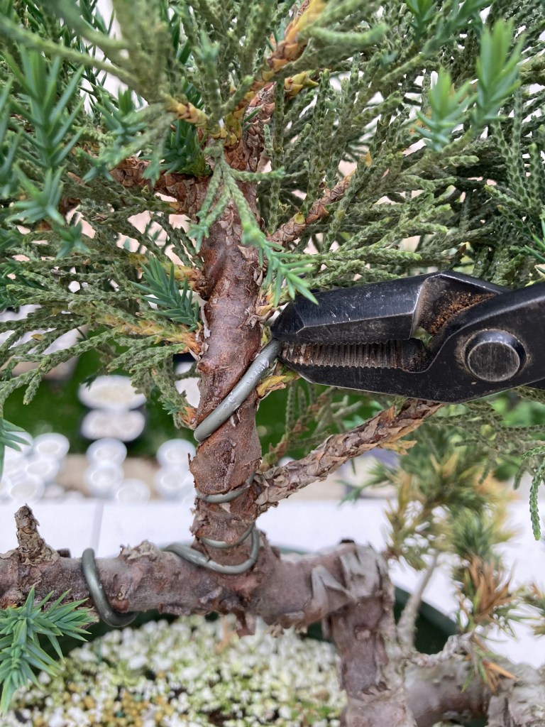 Cutting embedded bonsai wire in sections on a juniper bonsai trunk