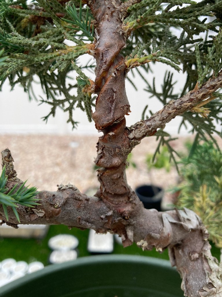 Wire marks on a conifer bonsai trunk after wire removal