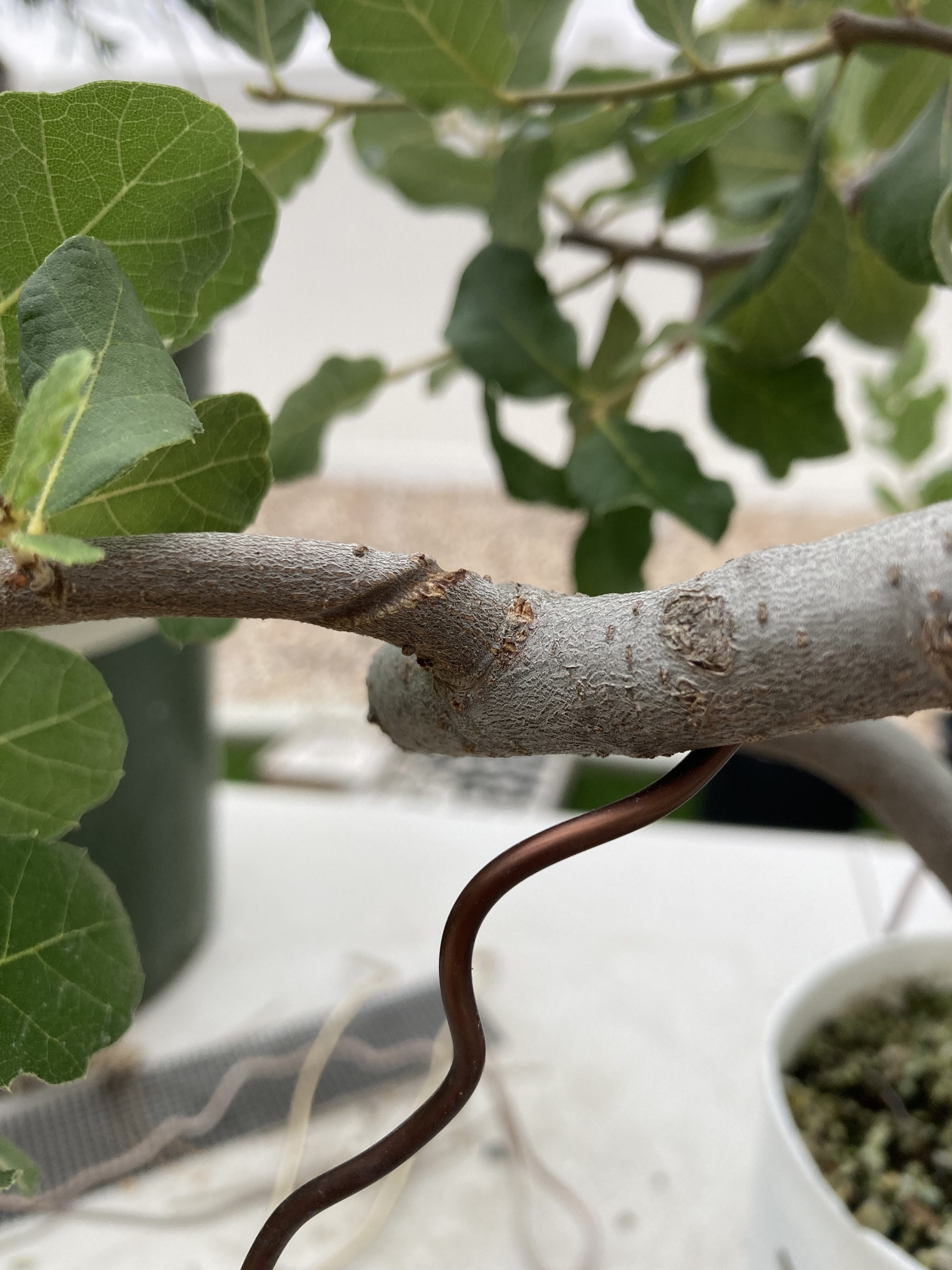 Wire mark scar on a deciduous bonsai branch after wire removal
