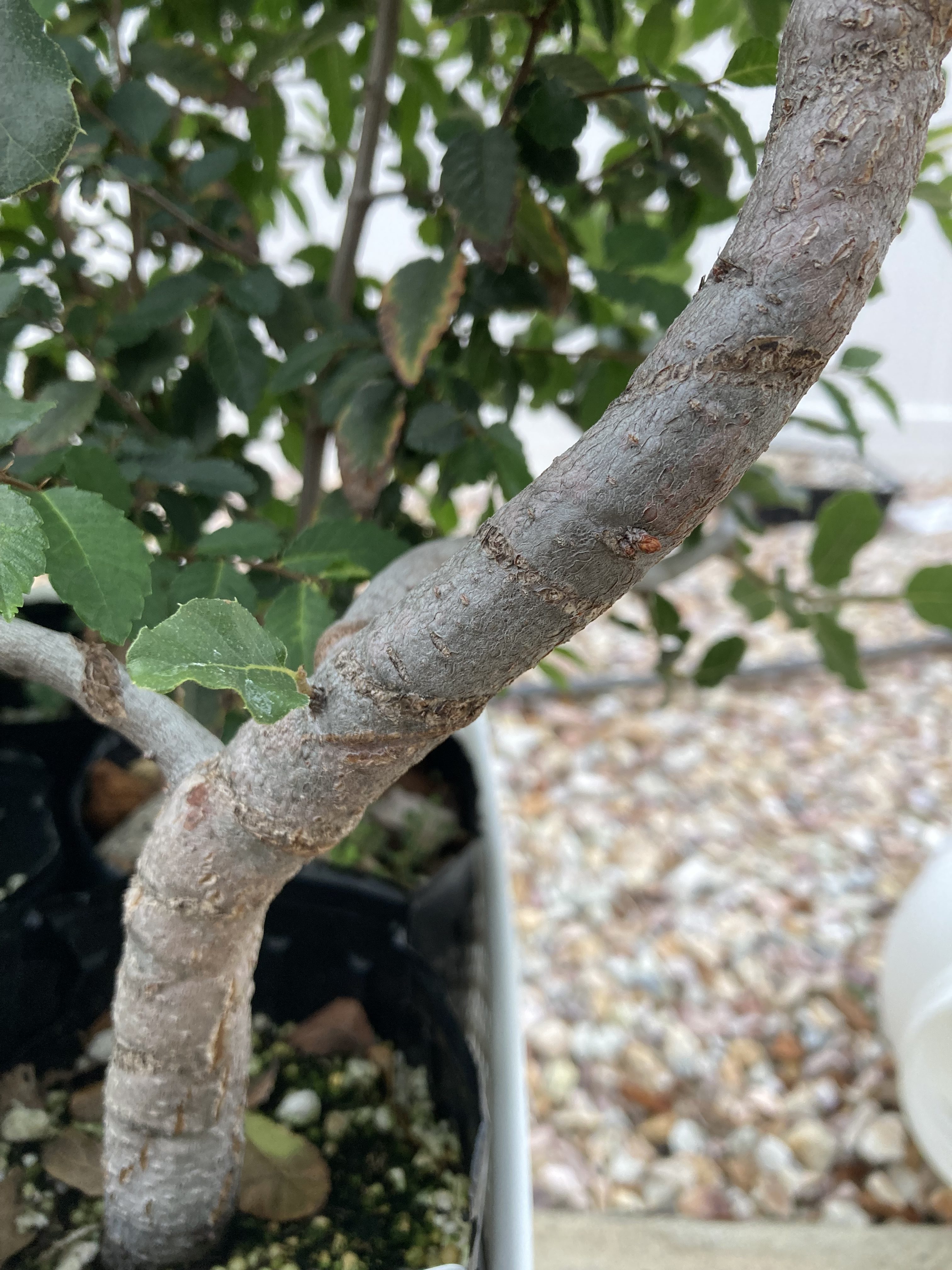 Healed wire marks on a deciduous bonsai trunk, showing scars fading over time