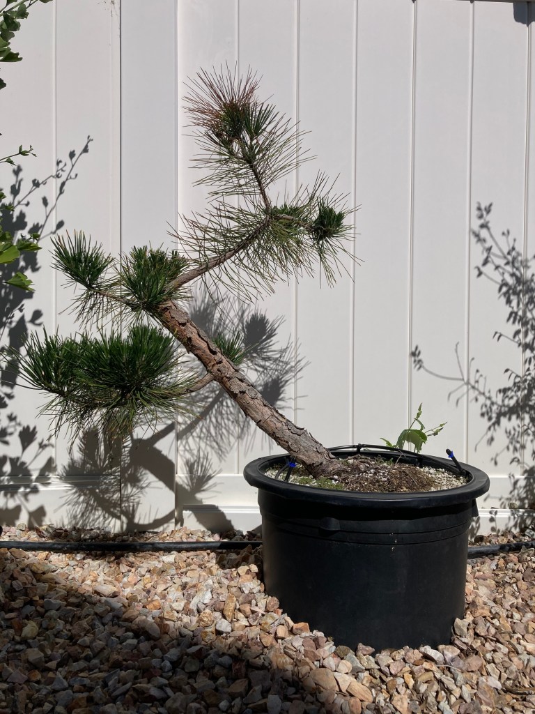 Japanese black pine tree in development as bonsai.