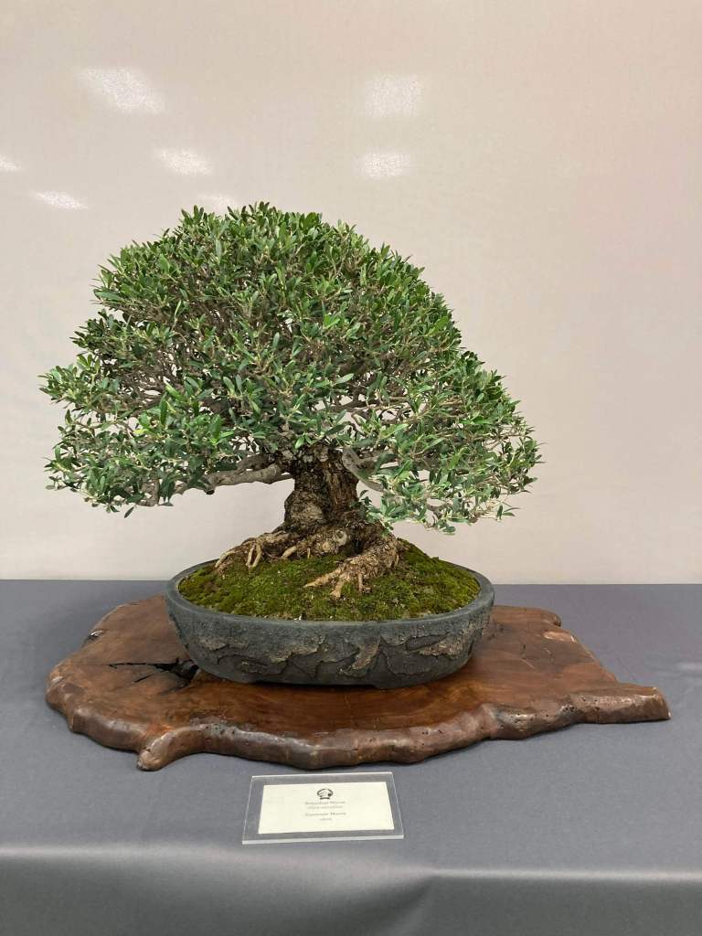 Olive bonsai at the San Diego Bonsai Club spring show 2026, Balboa Park
