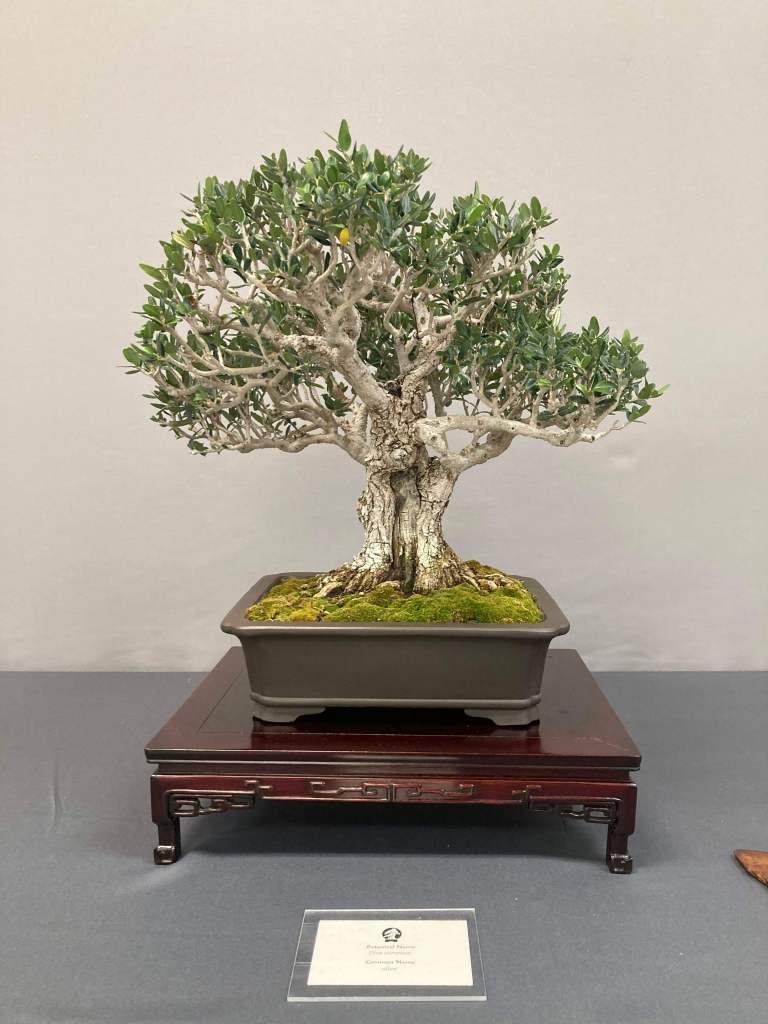 Olive bonsai tree on display at the SDBC spring show 2026