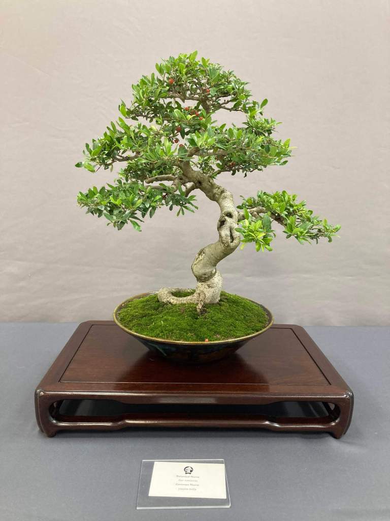 Yaupon holly bonsai at the San Diego Bonsai Club spring show 2026