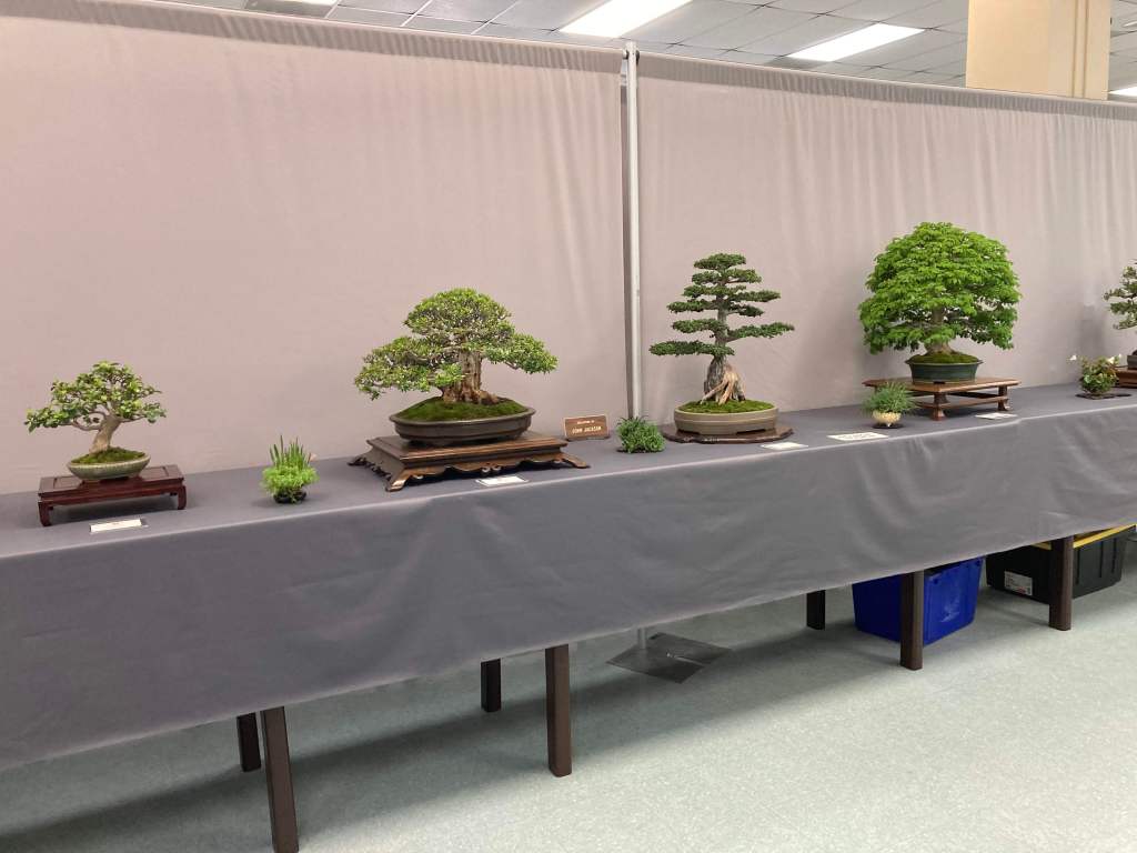 Bonsai trees on display at the SDBC spring show 2026, Casa del Prado, Balboa Park